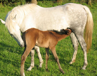 vignette illustration de la présentation de la structure
